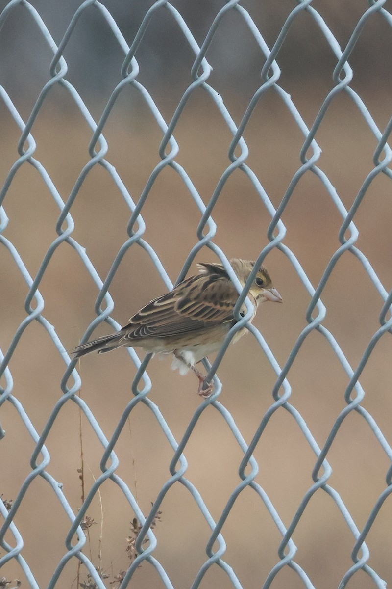Dickcissel - ML627341753