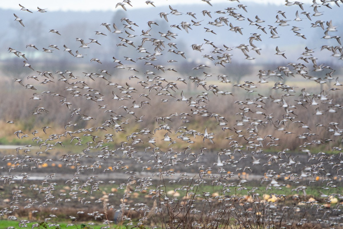 Dunlin - ML627342139