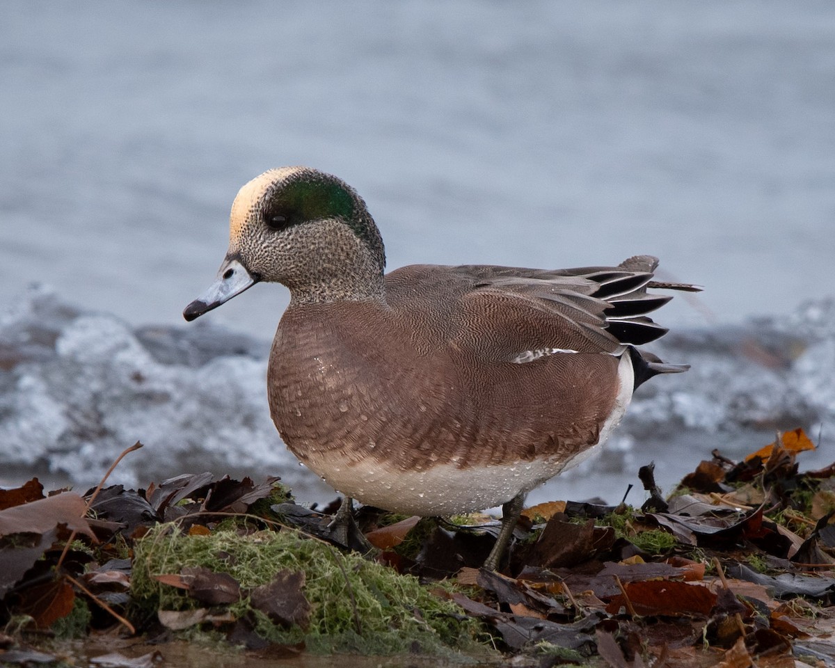 American Wigeon - ML627342239