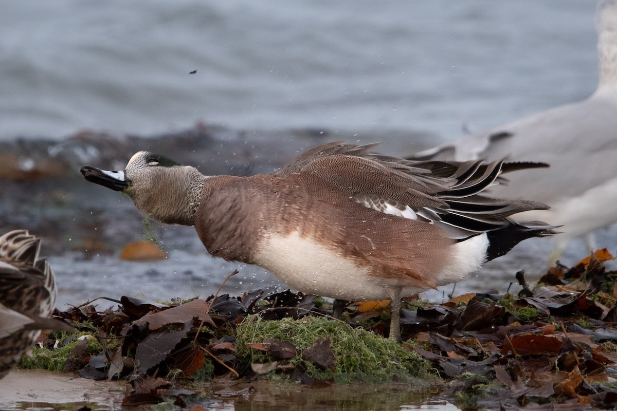 American Wigeon - ML627342241