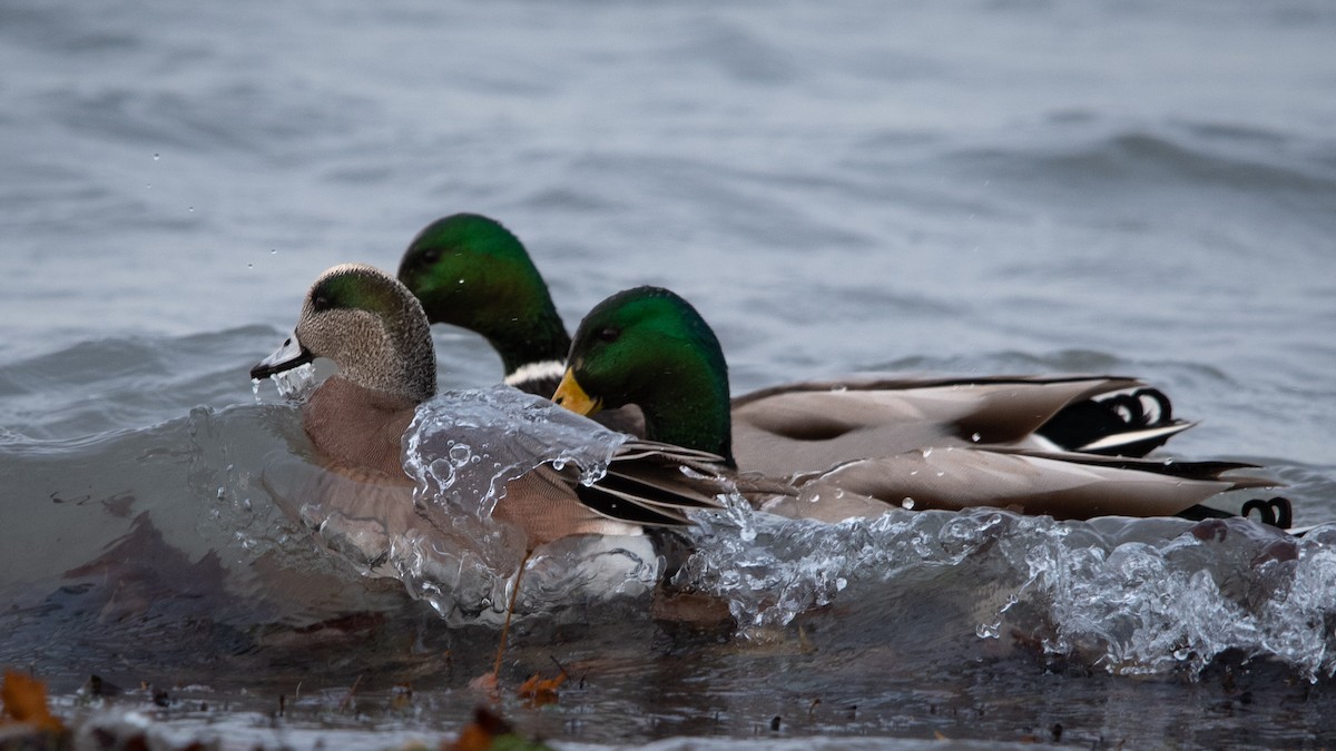 American Wigeon - ML627342242