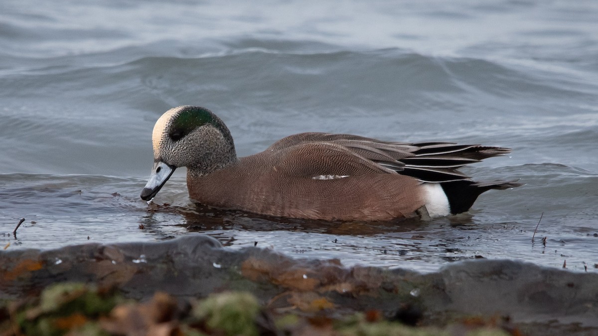 American Wigeon - ML627342243