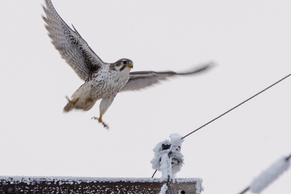Prairie Falcon - ML627342257