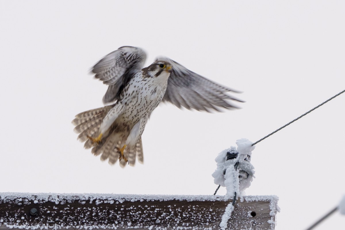 Prairie Falcon - ML627342258