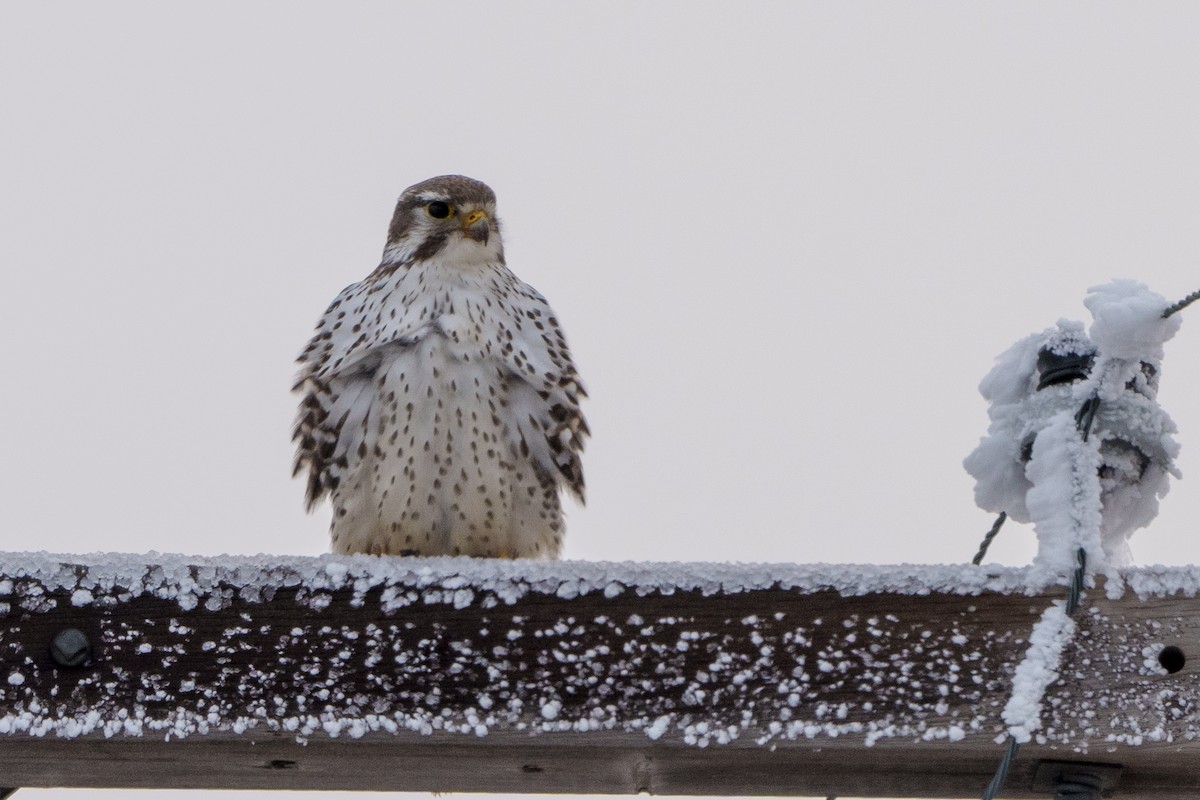 Prairie Falcon - ML627342259