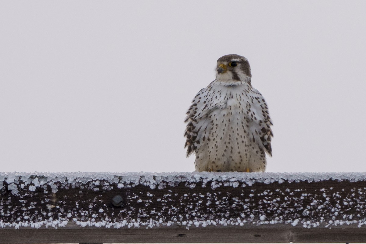 Prairie Falcon - ML627342260