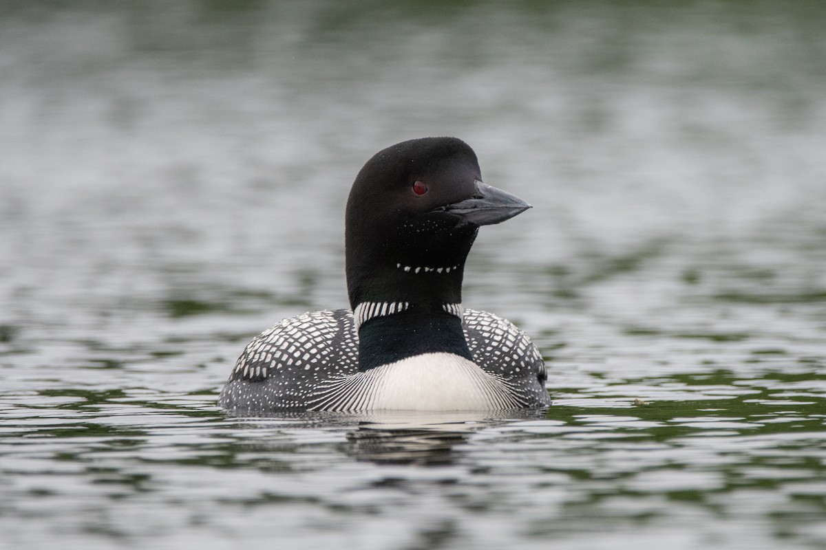 Plongeon huard - ML627342261