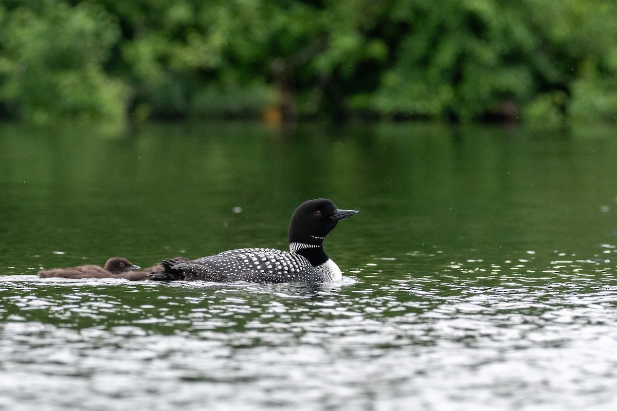 Plongeon huard - ML627342263