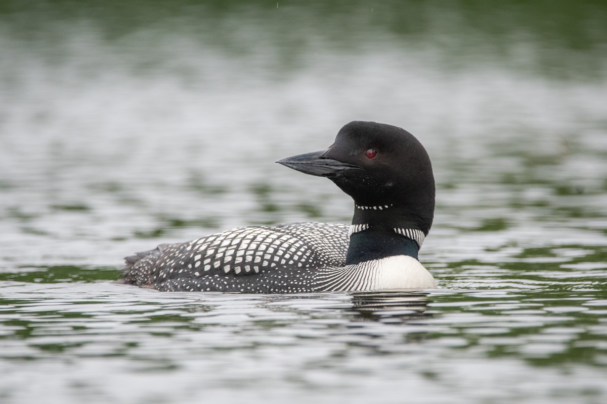 Plongeon huard - ML627342265