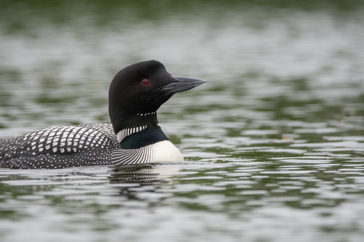 Plongeon huard - ML627342268