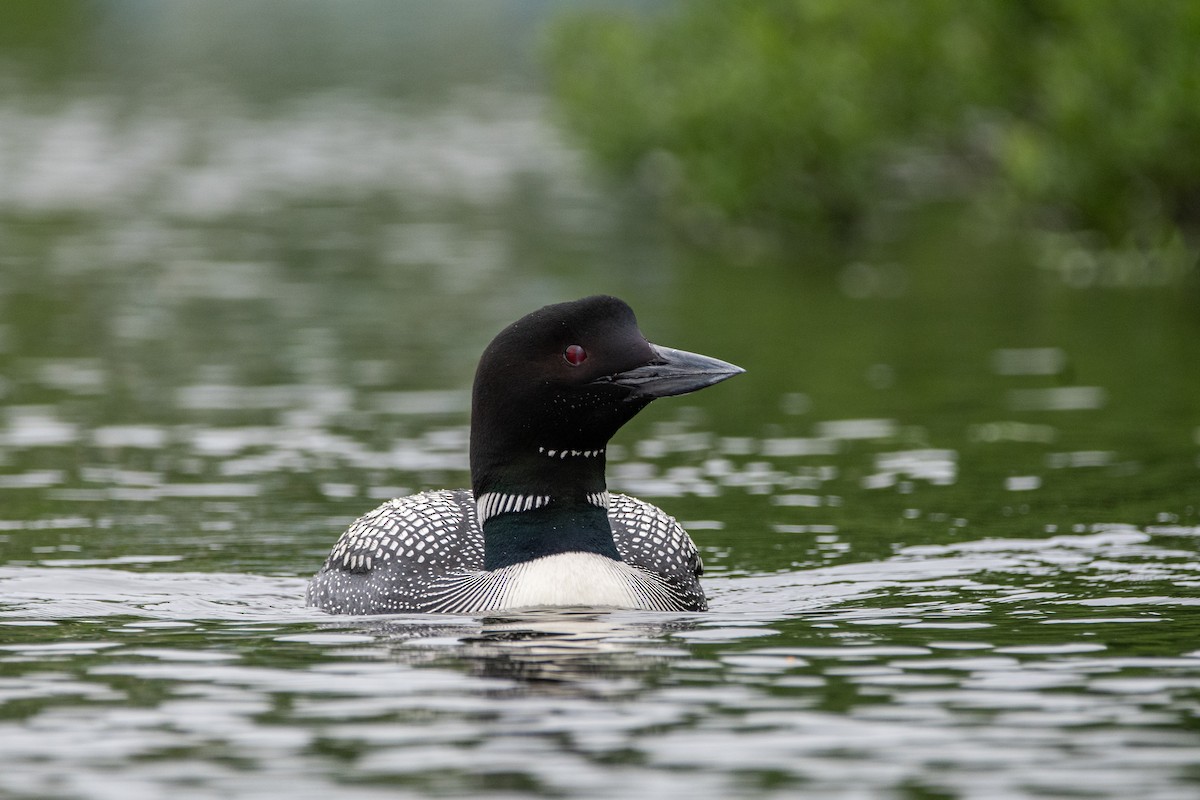Plongeon huard - ML627342269