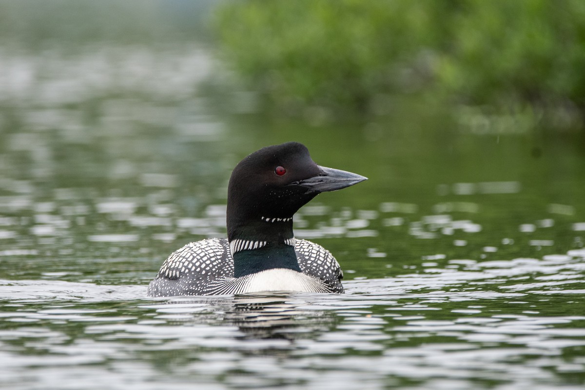 Plongeon huard - ML627342270
