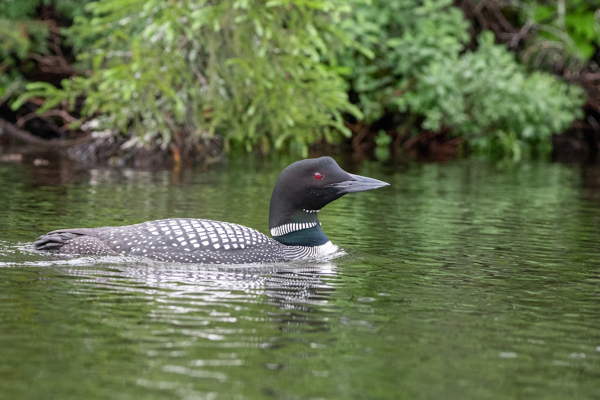 Plongeon huard - ML627342272