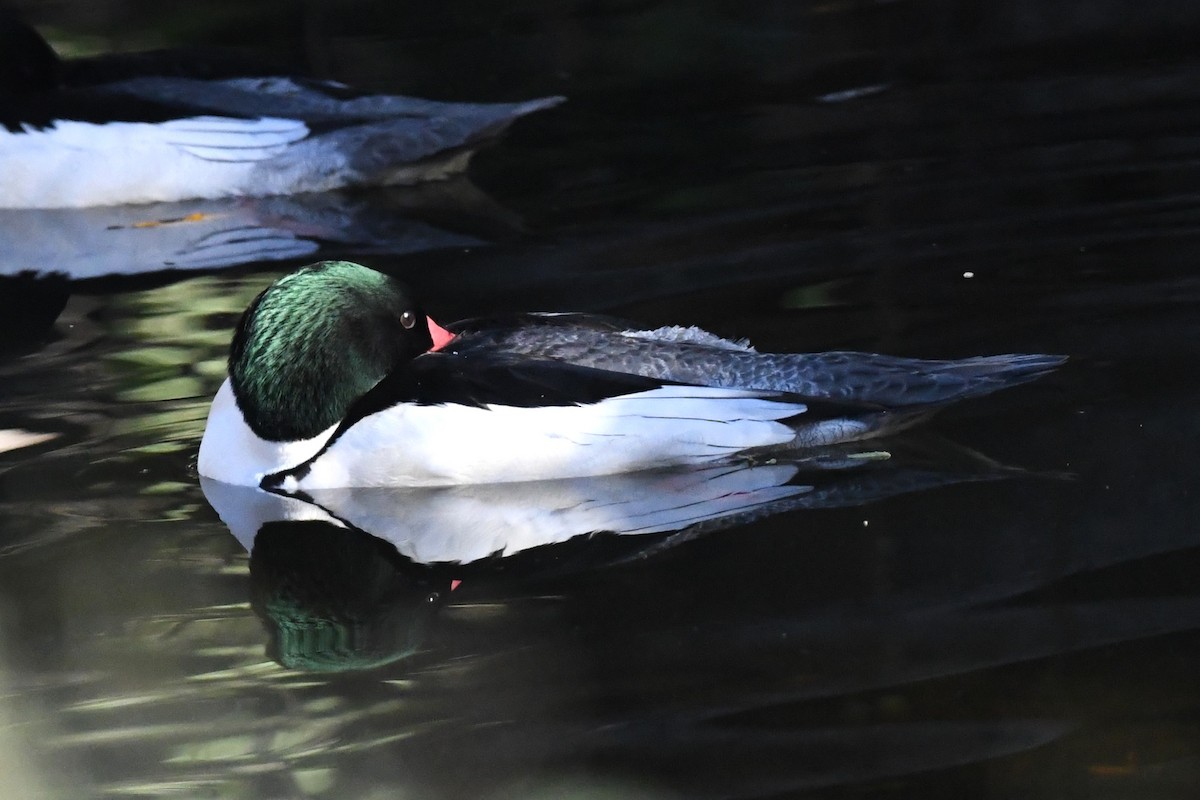 Common Merganser - ML627342318