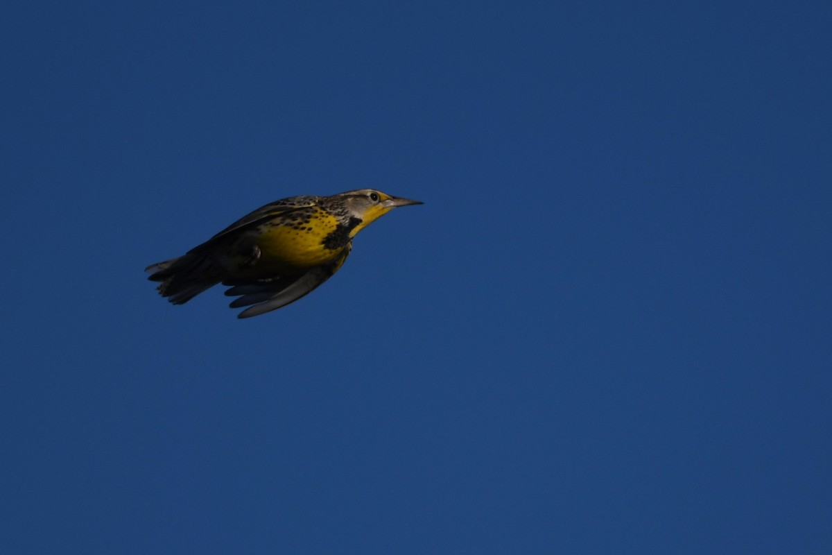 Western Meadowlark - ML627342330