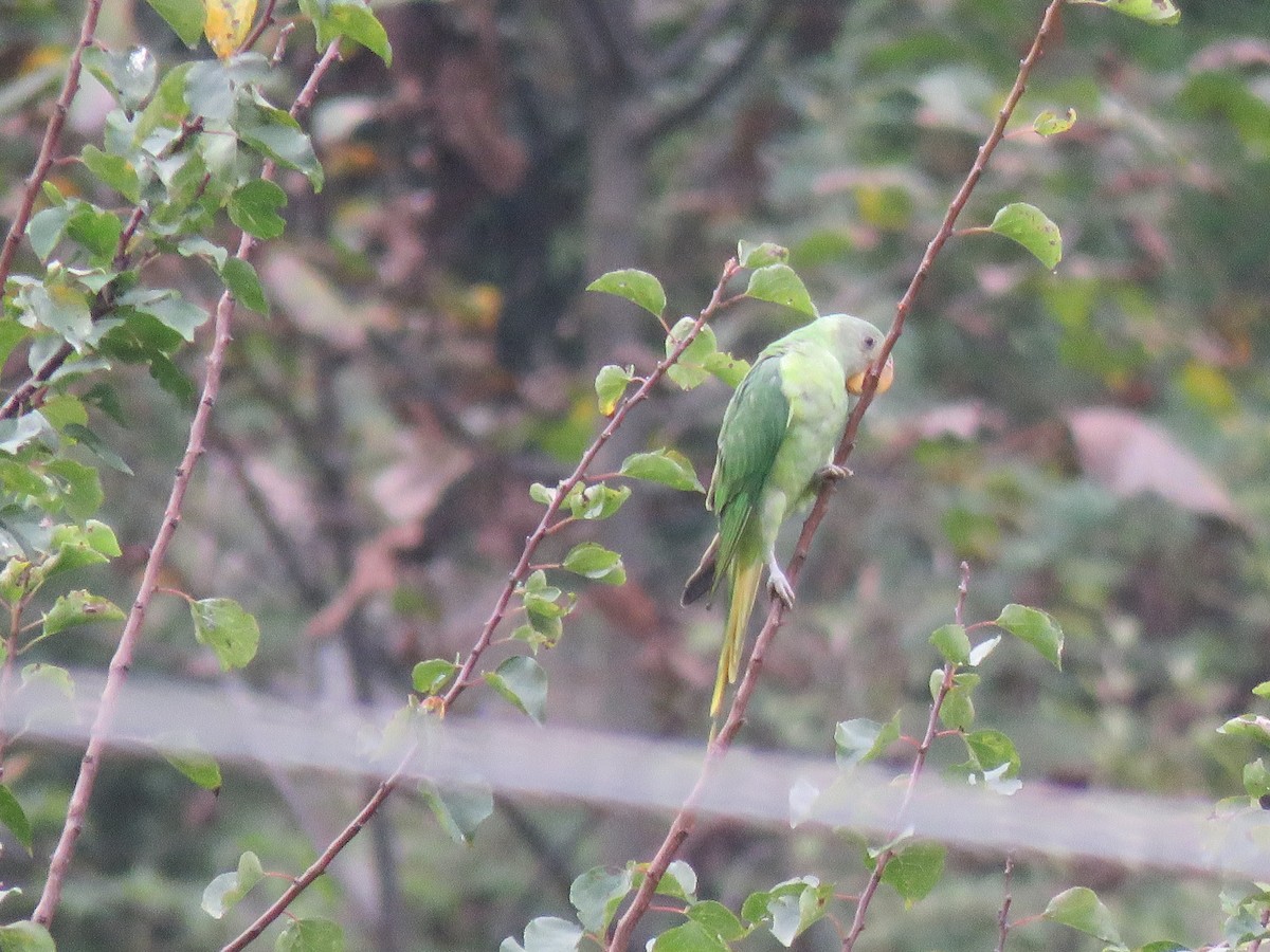 Slaty-headed Parakeet - ML627342366