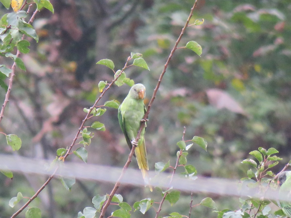 Slaty-headed Parakeet - ML627342367