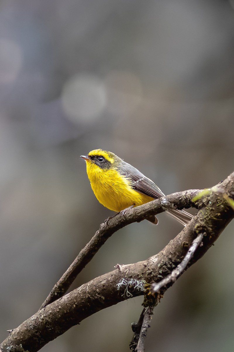 Yellow-bellied Fairy-Fantail - ML627342605