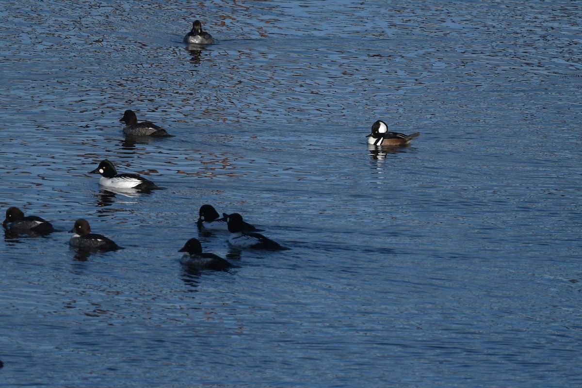 Hooded Merganser - ML627342610