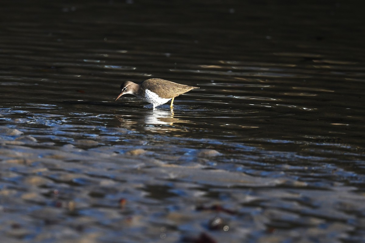 Spotted Sandpiper - ML627342612