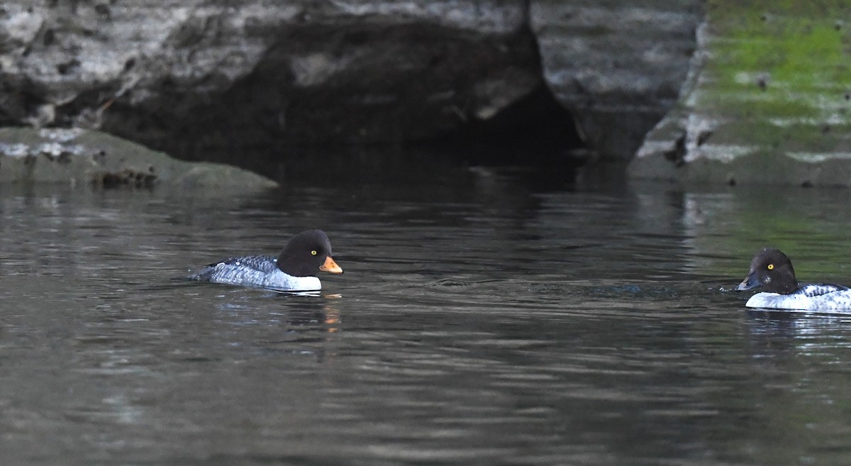 Barrow's Goldeneye - ML627342614