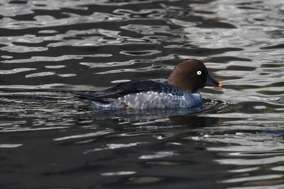 Common Goldeneye - ML627342616