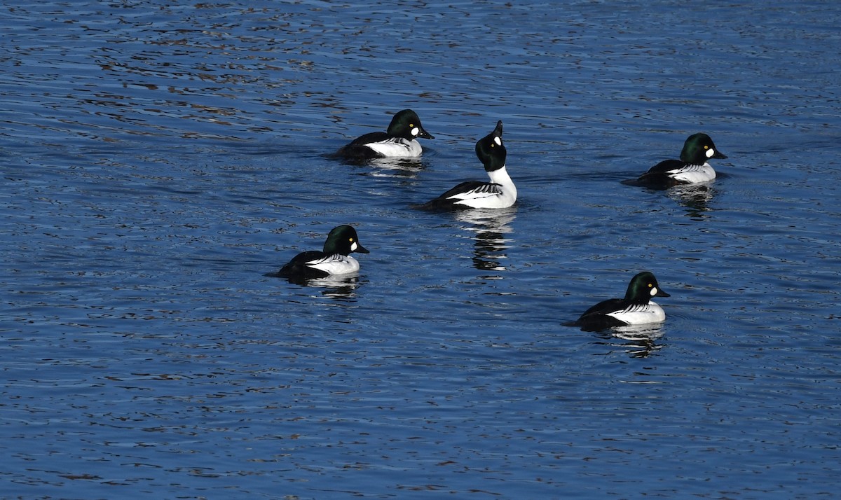 Common Goldeneye - ML627342617