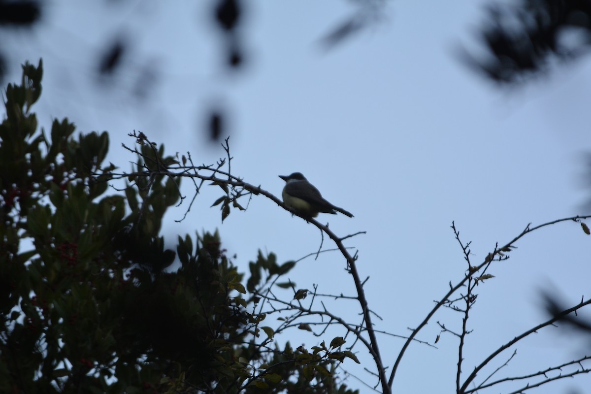 Thick-billed Kingbird - ML627342625