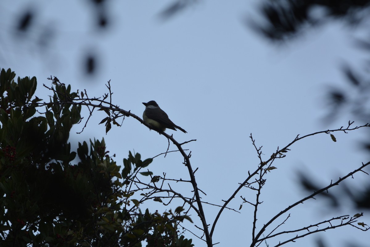 Thick-billed Kingbird - ML627342626