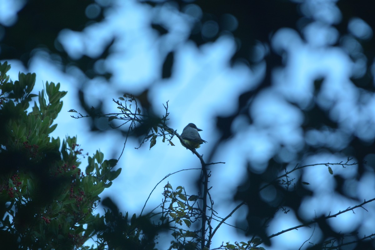 Thick-billed Kingbird - ML627342627