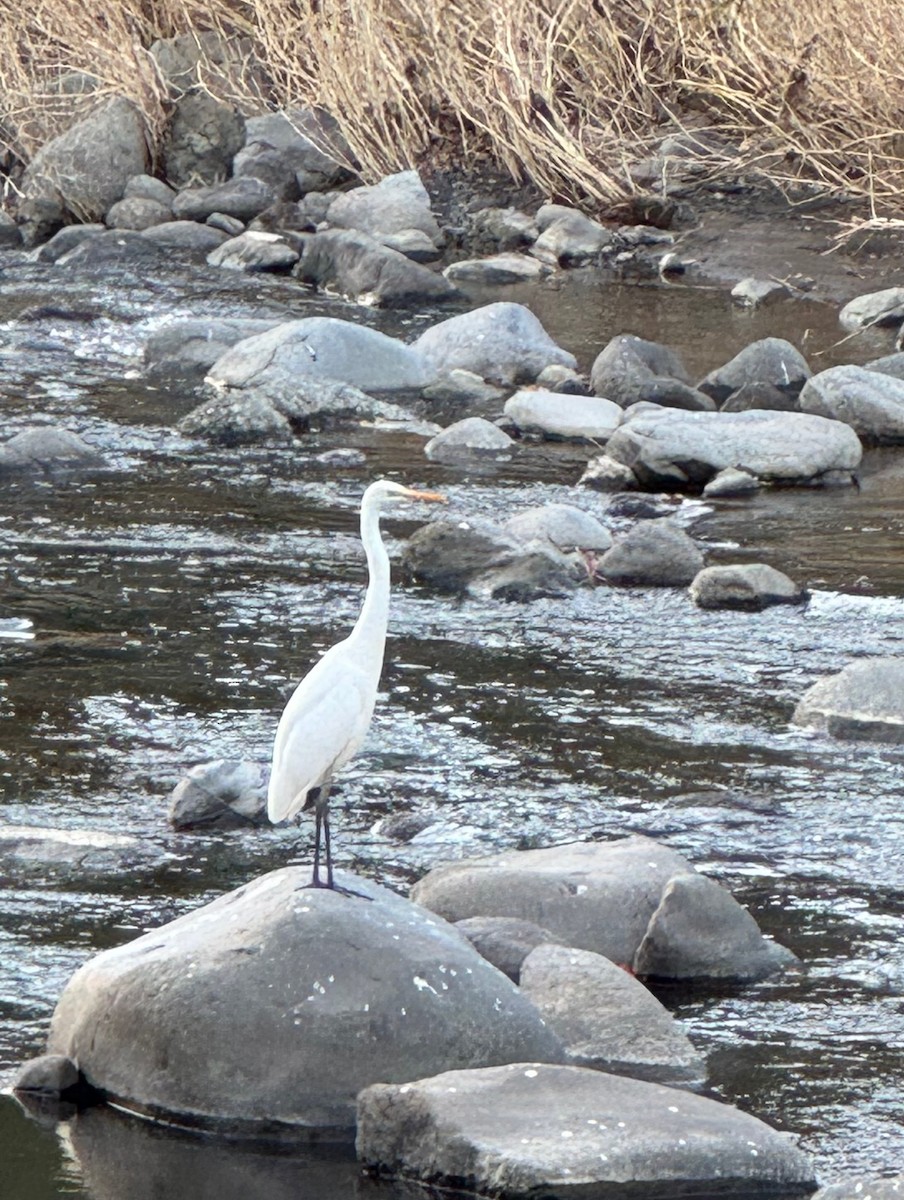 egretthegre - ML627342630