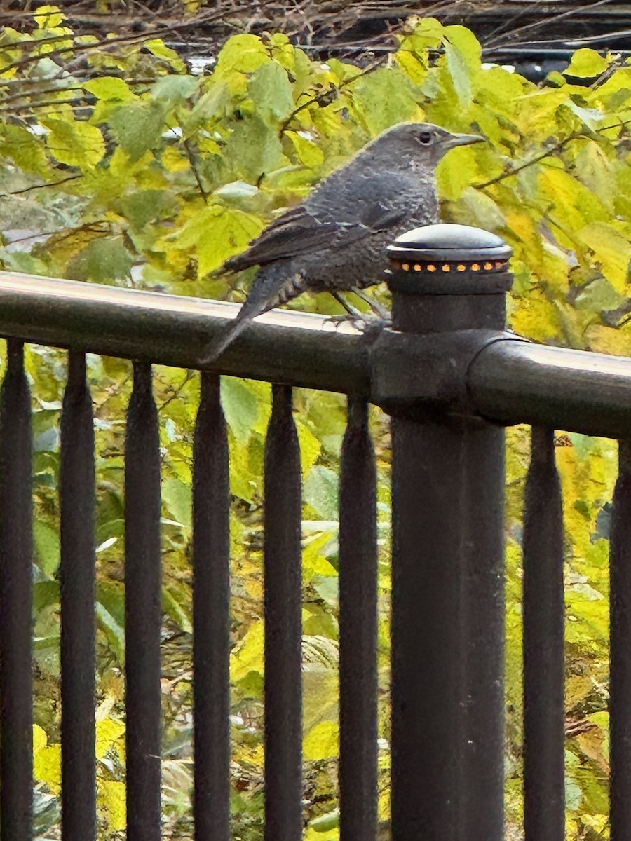 blåtrost - ML627342636