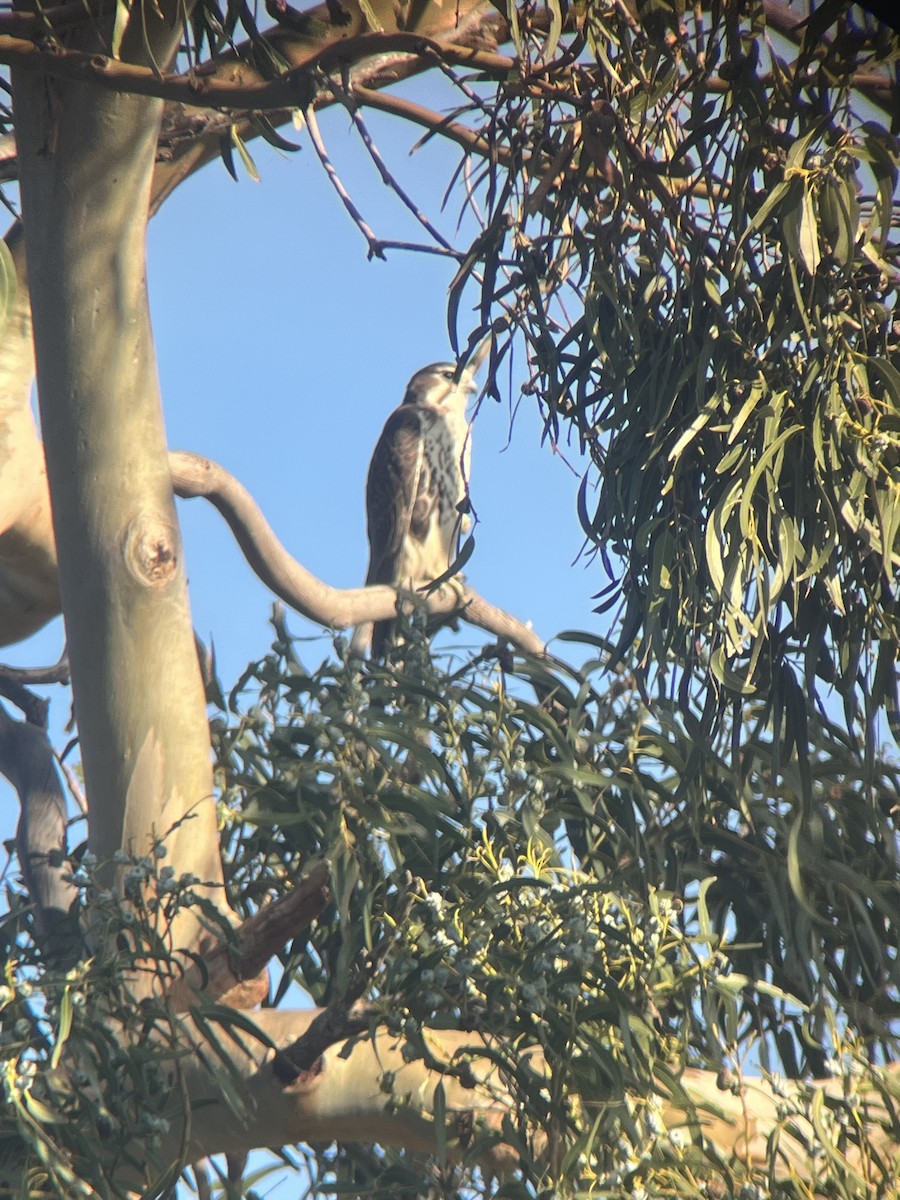 Prairie Falcon - ML627342676