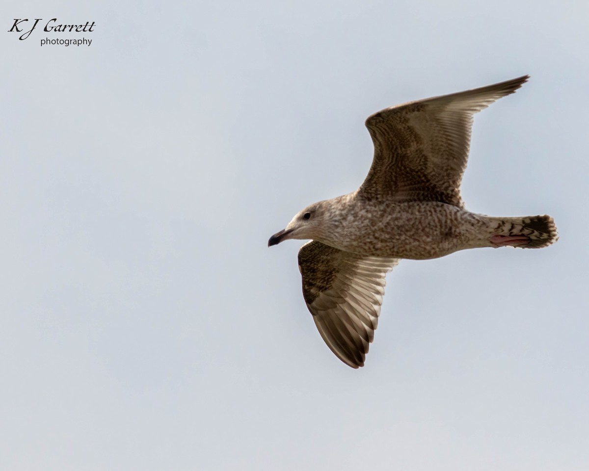 Vega Gull - ML627342711