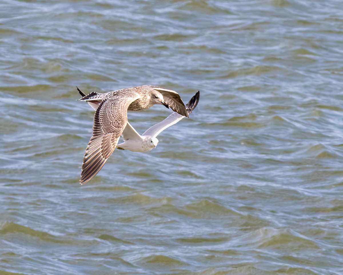 Vega Gull - ML627342716