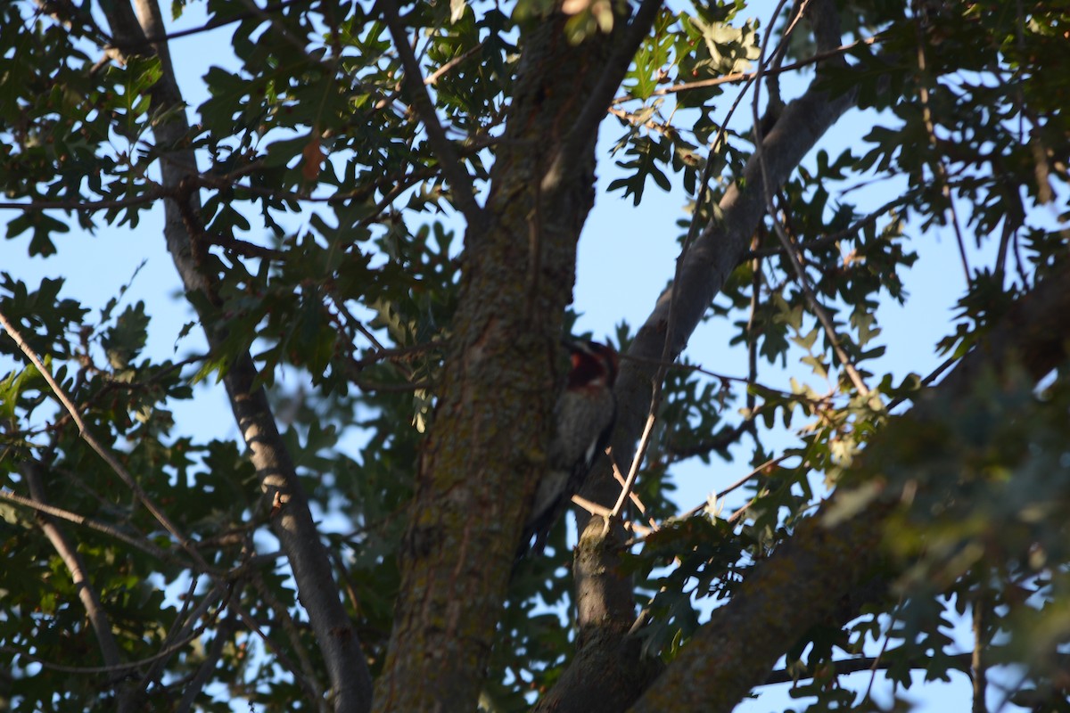 datel červenoprsý - ML627342778