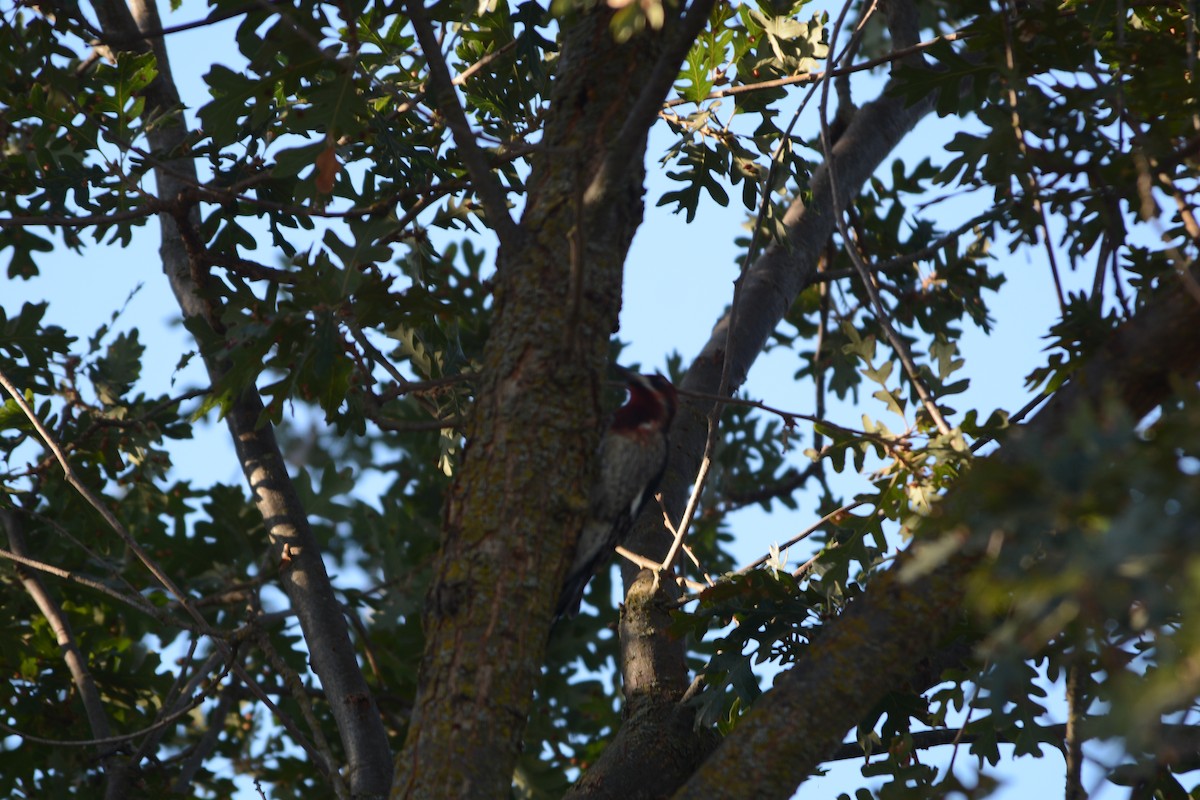 datel červenoprsý - ML627342779