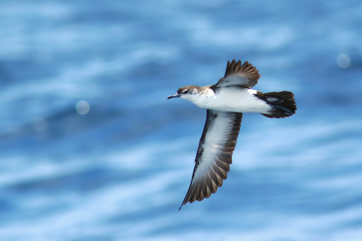 Boyd's Shearwater - ML627342789