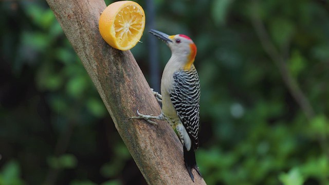 Golden-fronted Woodpecker - ML627342815