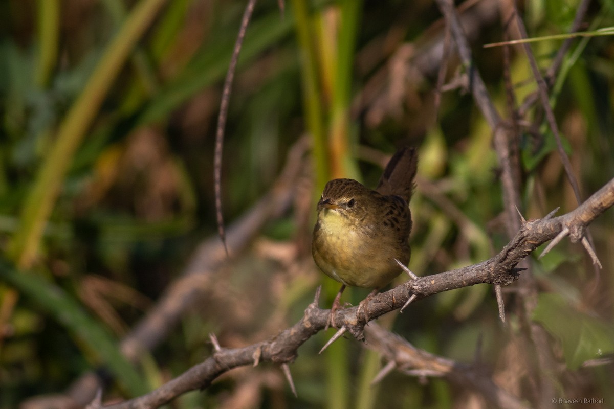 Çekirge Kamışçını - ML627342817