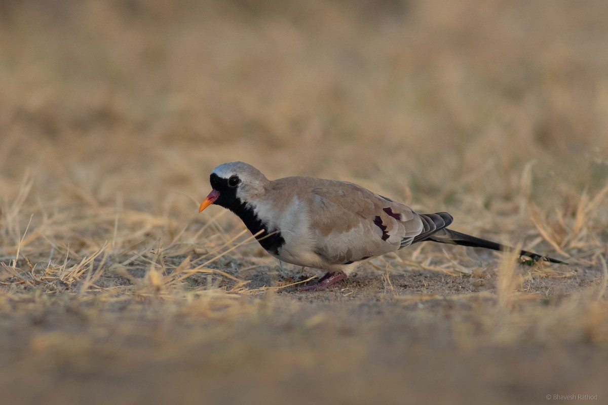 Kap Kumrusu - ML627342831