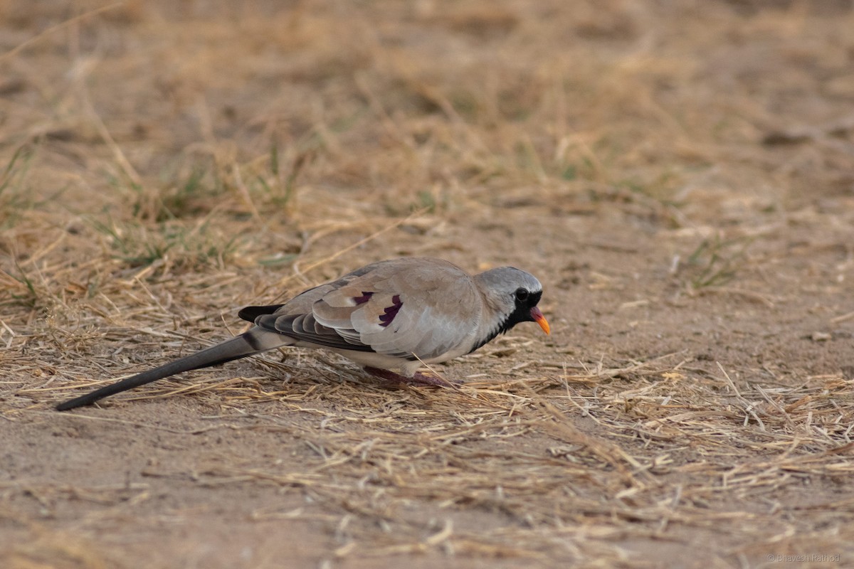 Kap Kumrusu - ML627342832