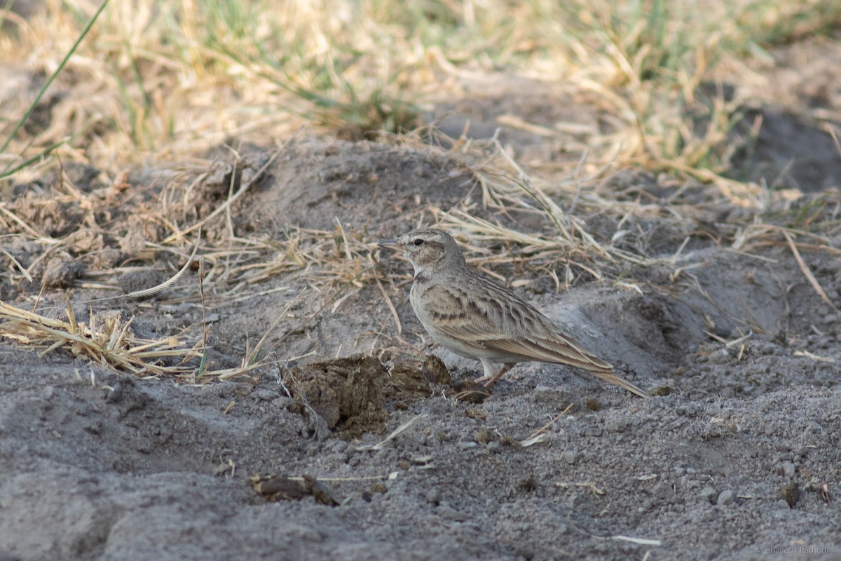 Tibet Bozkır Toygarı - ML627342844