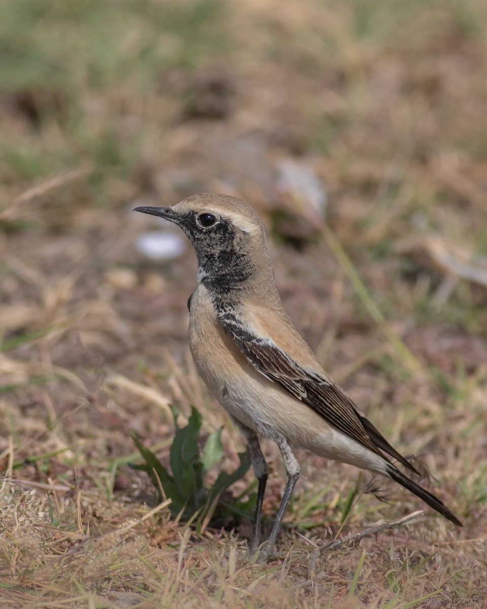 Çöl Kuyrukkakanı - ML627342858