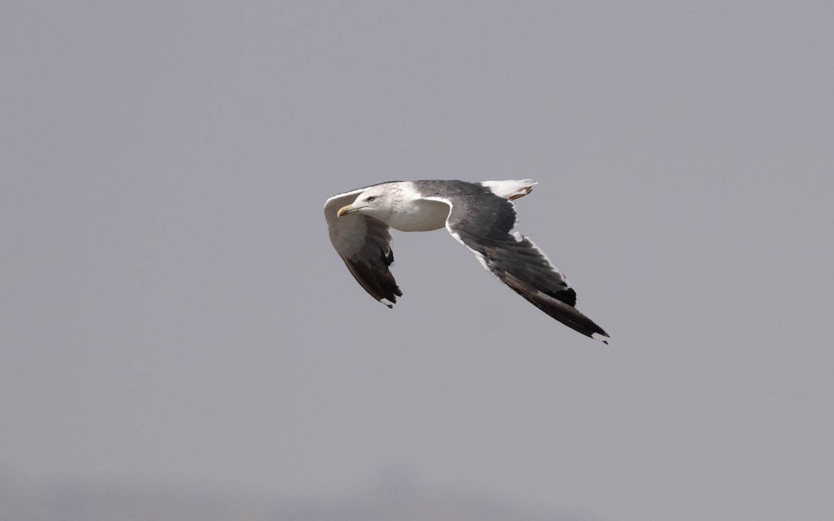 Lesser Black-backed Gull (Heuglin's) - ML627342861