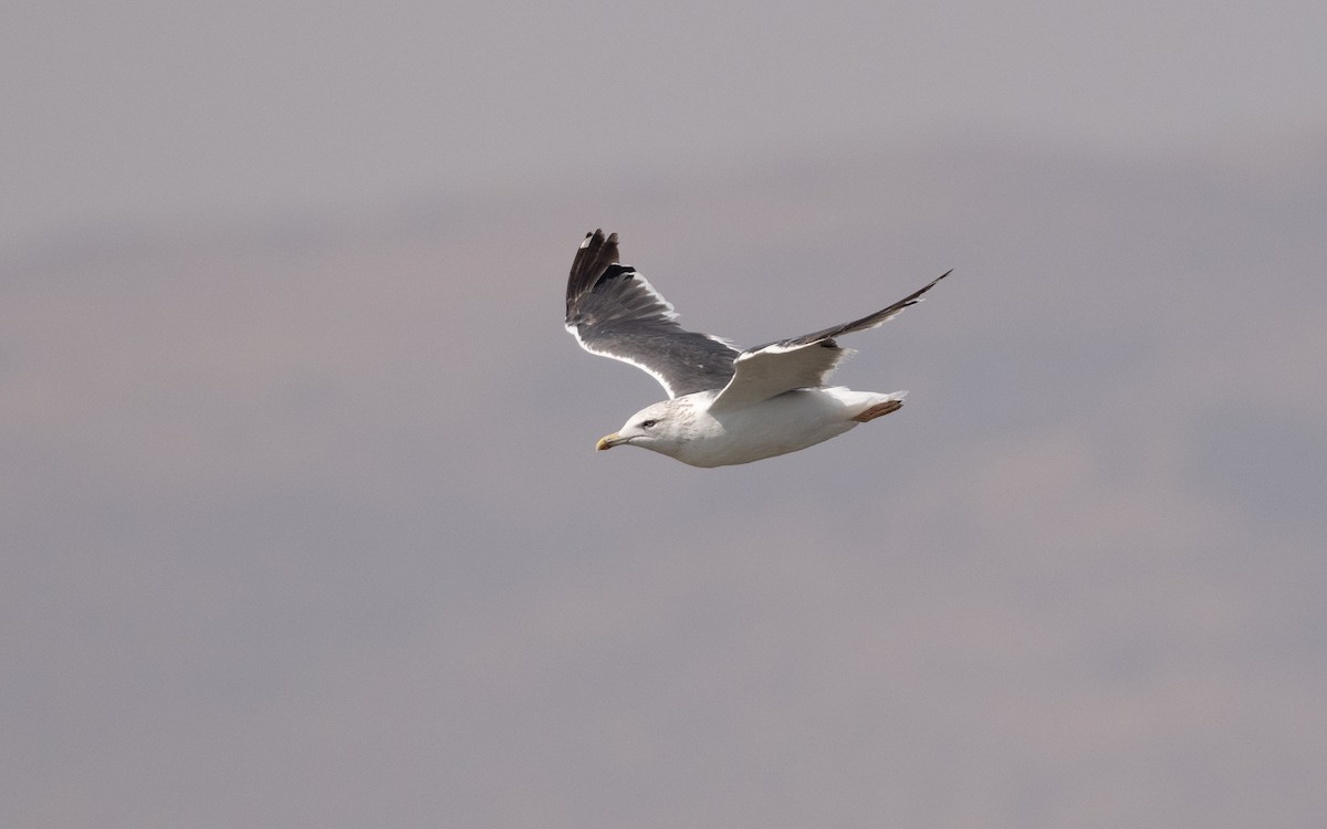 Lesser Black-backed Gull (Heuglin's) - ML627342862
