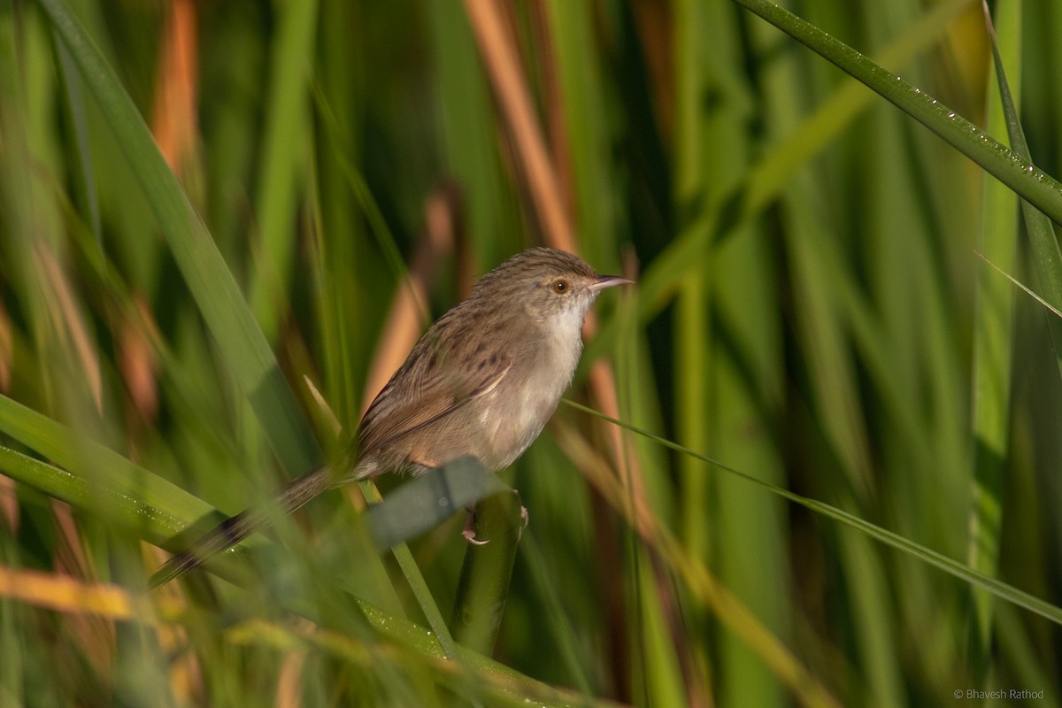 Asya Dik Kuyruklu Ötleğeni - ML627342870