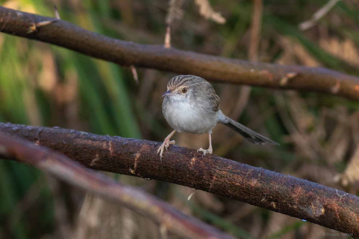 Asya Dik Kuyruklu Ötleğeni - ML627342871