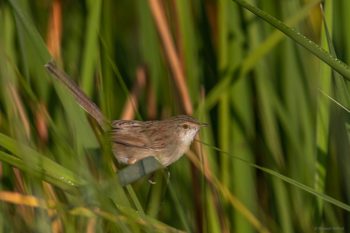 Asya Dik Kuyruklu Ötleğeni - ML627342872