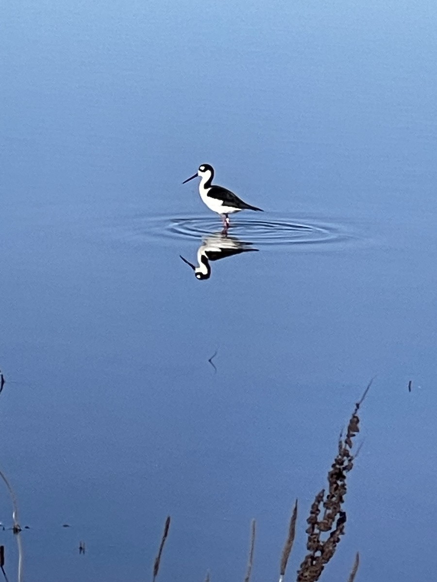 Black-necked Stilt - ML627342887